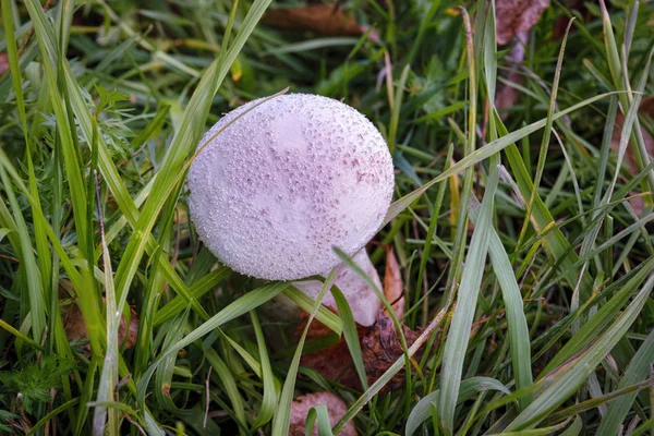 White edible mushroom Lycoperdon perlatum in the autumn forest.