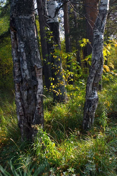 Autumn landscape on the banks of a forest river on a sunny warm day. — Stock Photo, Image