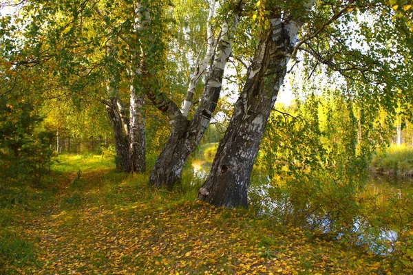 Jesienny krajobraz nad brzegiem leśnej rzeki w słonecznym, ciepłym dniu. — Zdjęcie stockowe