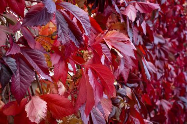 Sonbaharda kırmızı virginia creeper yapraklarıdoğal arka plan şekilleri ve dokuları.