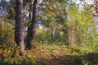 Güneşli sıcak bir günde bir orman nehri kıyısında Sonbahar manzara.
