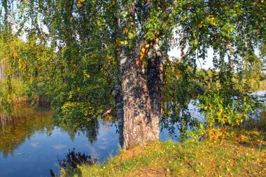 Güneşli sıcak bir günde bir orman nehri kıyısında Sonbahar manzara.