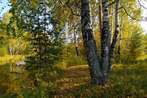 Осенний пейзаж на берегу лесной реки в солнечный теплый день . — стоковое фото