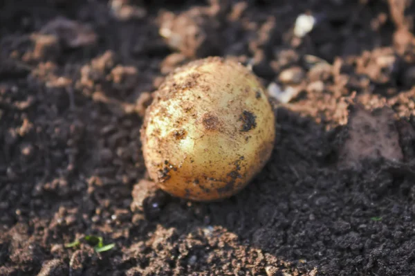 Potato lies on a bed against the background of soil close-up. — Stock Photo, Image