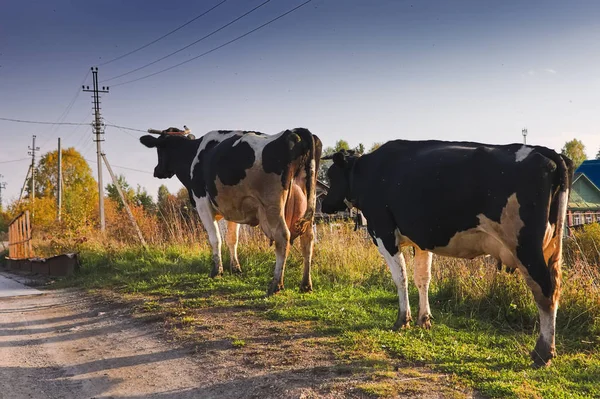Las vacas del pueblo regresan del pasto. Principios de otoño . —  Fotos de Stock