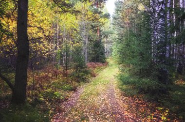Orman sonbahar manzara çalılık aydınlatan batan güneşin ışınları.