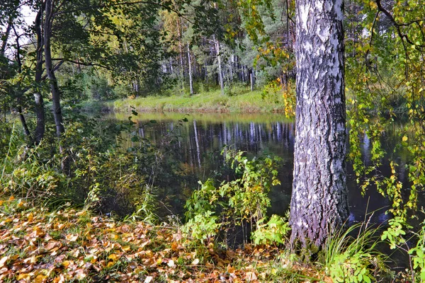 Осенний пейзаж на берегу лесной реки в солнечный теплый день . — стоковое фото