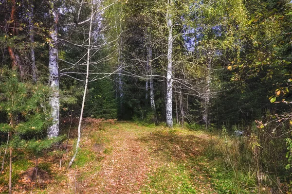 숲의 가을 풍경의 덤불을 비추는 석양의 광선. — 스톡 사진