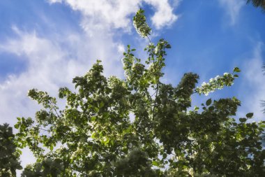 Yabani elma çiçekler. Elma ağacı çiçek yakın çekim arka plan