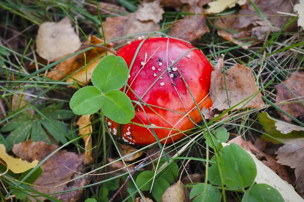 Amanita muscaria, jedovatá houba v lese. Moucha agarické houby v podzimním lese. — Stock fotografie