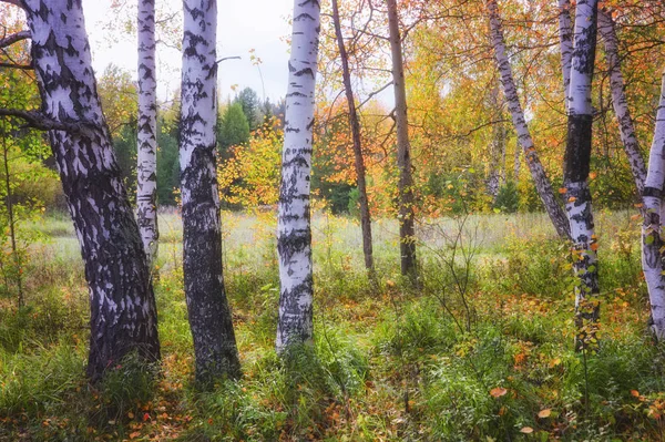 Die Strahlen der untergehenden Sonne erhellen das Dickicht der herbstlichen Waldlandschaft. — Stockfoto