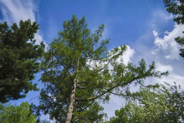 Coronas de árboles con follaje verde contra un cielo azul de verano y nubes blancas . — Foto de Stock