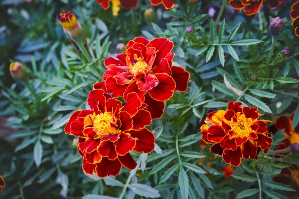 Tagetes bahçede güzel turuncu kırmızı kadife çiçeği arka plan deseni. — Stok fotoğraf