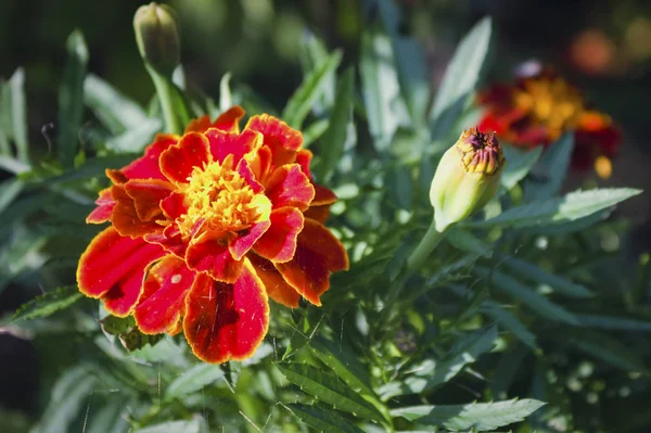 Tagetes bahçede güzel turuncu kırmızı kadife çiçeği arka plan deseni. — Stok fotoğraf