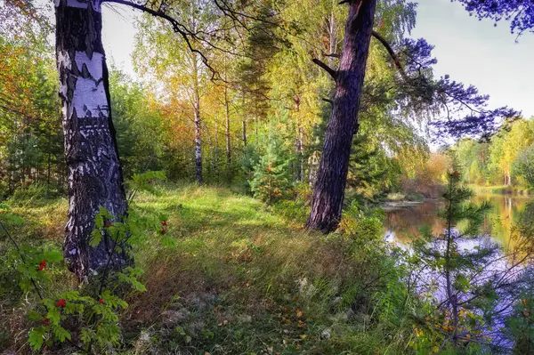 Höstlandskap på stranden av en skog flod på en solig varm dag. — Stockfoto