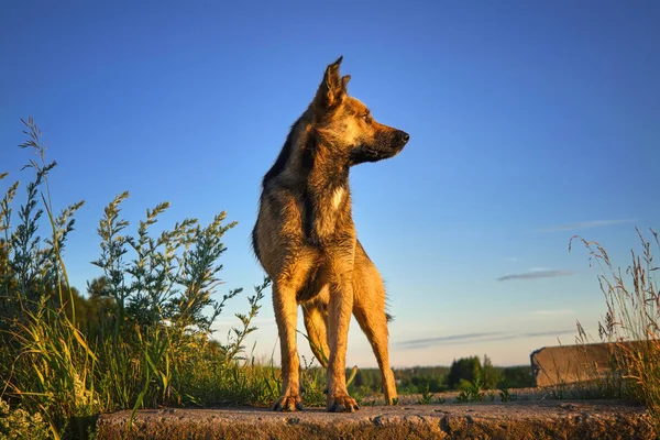 Ritratto di un cane di razza su uno sfondo del cielo durante il tramonto . — Foto Stock