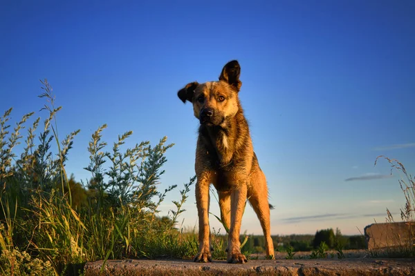 Ritratto di un cane di razza su uno sfondo del cielo durante il tramonto . — Foto Stock