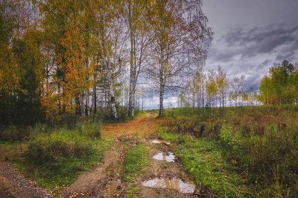 Krajina na venkově se loučí na pozadí lesa na obzoru. Začátek podzimu. — Stock fotografie