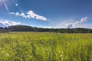 Bir ormanın arka planda yeşil çim ve vahşi çiçekler ile yaz çayır manzara.