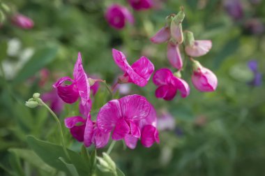 Çiçeklerin doğal bulanık arkaplanı. Tatlı bezelyeden pembe çiçekler. Lathyrus kokusu..