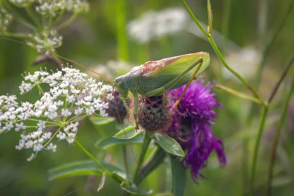 A green grasshopper on a flower on a blurry background. Tettigonia viridissima. — Stock Photo, Image