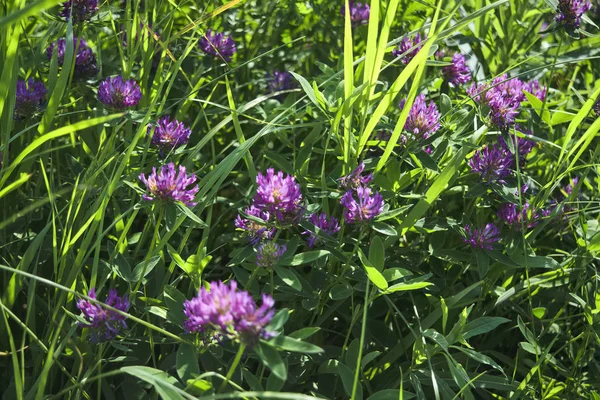 Gün batımı ışığında yeşil çim arka plan karşı çayırda yonca çiçek.