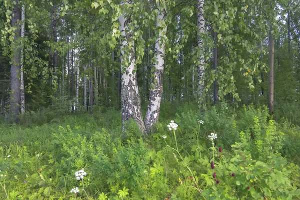 Letni krajobraz w lesie brzozowym. Letni widok lasu brzozowego. — Zdjęcie stockowe