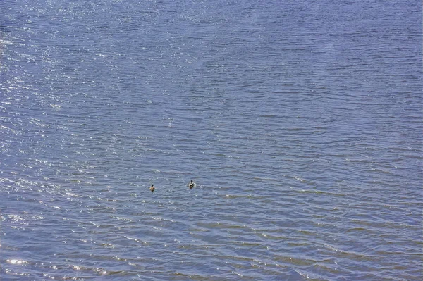 Un par de patos salvajes flotando en el lago de cerca . — Foto de Stock