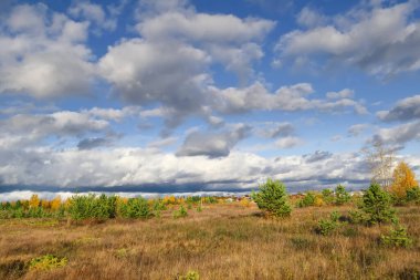 Sonbahar kırsal arazisi. Çayırdaki sarı çimenler ormanın arka planında ve mavi gökyüzü güzel bulutlarla.