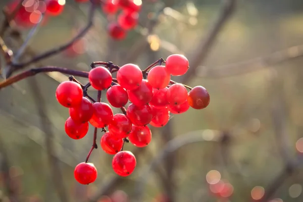 Zralé červené viburnum ovoce na rozmazaném pozadí. — Stock fotografie