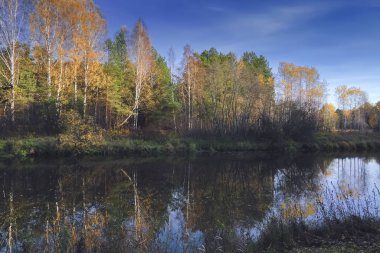 Güneşli sıcak bir günde bir orman nehri kıyısında Sonbahar manzara.