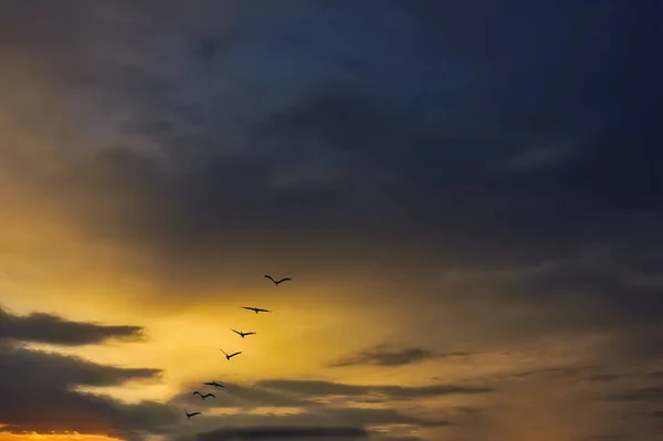 A flock of birds flies against the sky with beautiful clouds lit by the sunset.