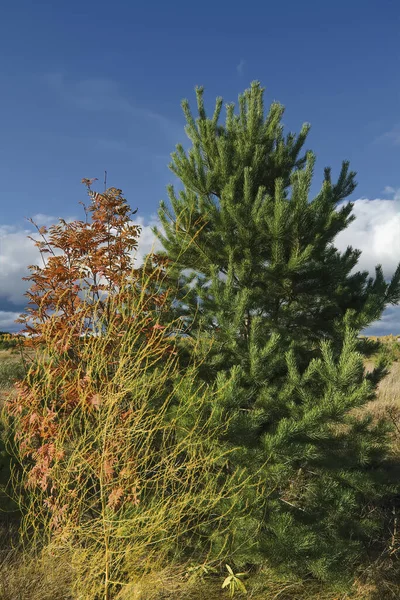 Höstens landsbygdslandskap. Gulat gräs på ängen mot bakgrund av skogen och blå himmel med vackra moln. — Stockfoto