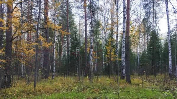 Осінній вечір пейзаж у лісі. Осінній пейзаж з лісу з різнокольоровими листям . — стокове фото