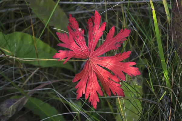 Hoja roja de otoño sobre un fondo de hierba verde en el prado . —  Fotos de Stock