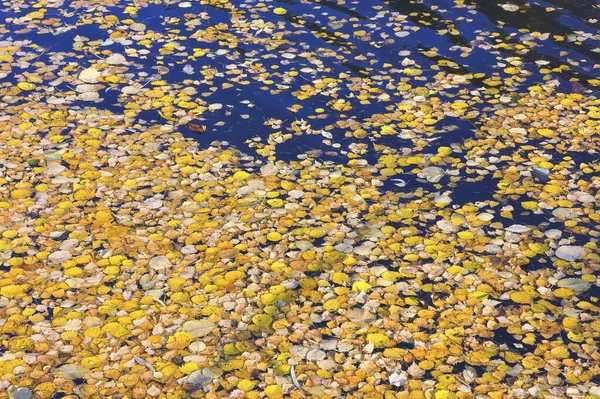 Feuilles d'automne jaunes tombées à la surface de la rivière . — Photo