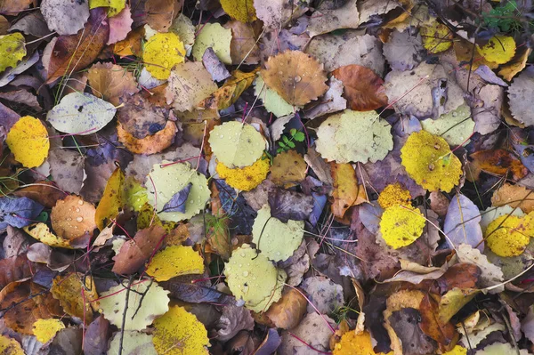 Folhas amarelas caídas cobertas com gotas de água no chão na floresta . — Fotografia de Stock