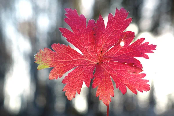 Feuilles automnales fond abstrait. Feuilles d'automne rouges sur un fond de forêt trouble . — Photo