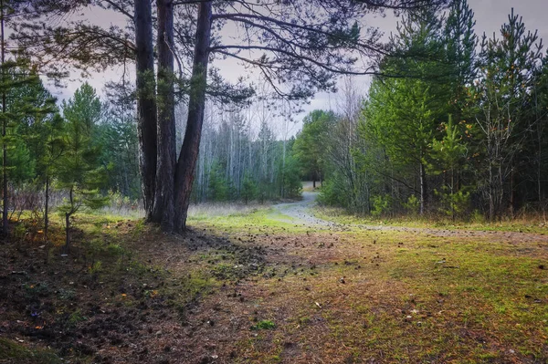 Schöner Sonnenuntergang im herbstlichen Wald. Bunte Landschaft. — Stockfoto