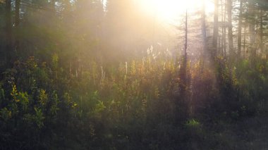 Sonbahar ormanında güzel bir günbatımı. Renkli manzara.
