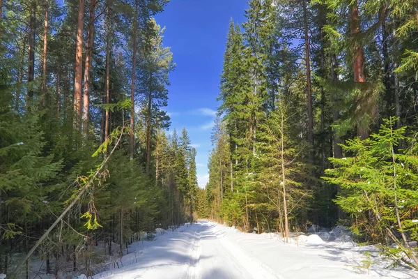 Sonniger Tag im verschneiten Nadelwald. Landschaft aus schneebedeckten Winternadelwäldern. — Stockfoto