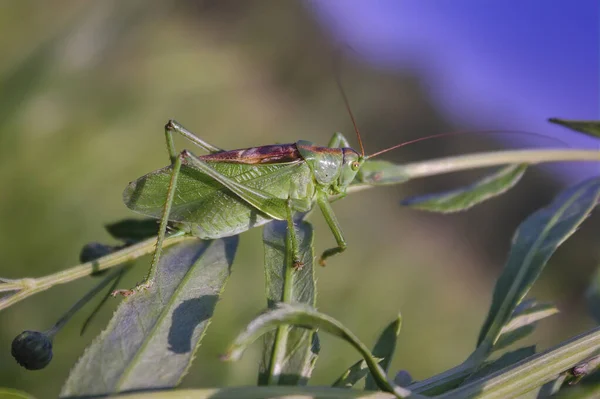 Grasshopper green, or grasshopper ordinary - a type of insects from the family of Real grasshoppers of the order Orthoptera. — Stock Photo, Image