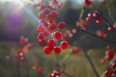 Olgun viburum demetleri sıradan Viburnum opulus bulanık arkaplanda. Kırmızı viburnum böğürtlenleri ile güzel bir sonbahar arkaplanı. Yumuşak odak.