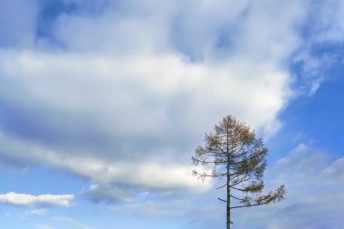 Mavi sonbahar gökyüzü ve beyaz bulutların arka planında yalnız bir karaçam ağacı.