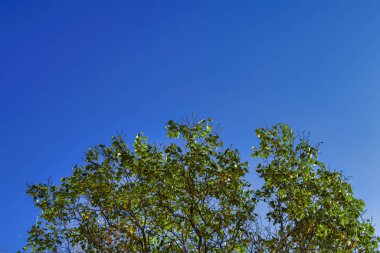 Gökyüzüne karşı yeşil bir ağaç. Mavi gökyüzüne karşı bir ağacın tacı.