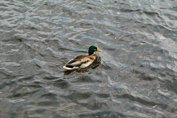 Mallard pato drake flotando en el río en otoño primer plano . — Foto de Stock