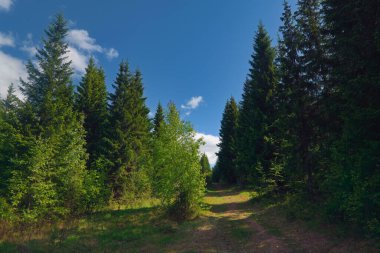 Yeşil ormandaki toprak yol. Köknar ağaçlarıyla çevrili kır yolu güneşli bir günde.