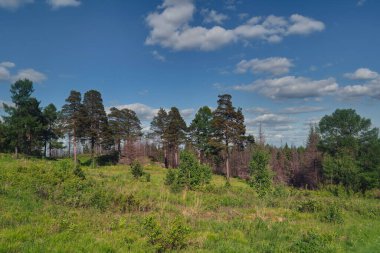 Çam ormanlı manzara ve bulutlu mavi gökyüzüne karşı yeşil çayır.