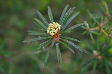 Baharda Ural ormanında çiçek açan Ledum.