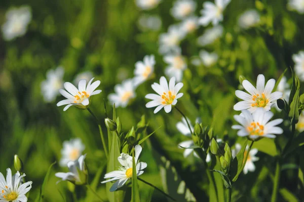 Field Stellaria Media Flowers Forest — Stock Photo, Image